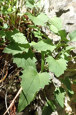 Valeriana tripteris \ Dreiblttriger Baldrian / Three-Leaved Valerian, D Schwenningen (Schwäb. Alb) 26.7.2015