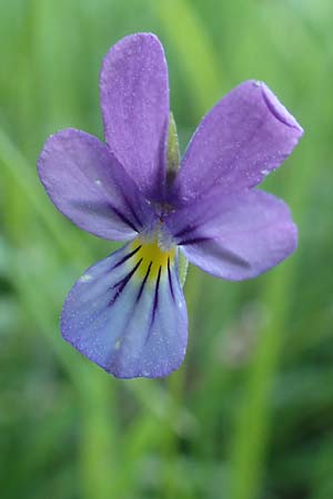 Viola tricolor \ Wildes Stiefmtterchen / Heartsease, Wild Pansy, D Rödermark 13.5.2017