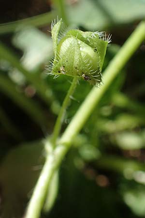 Veronica hederifolia subsp. triloba \ Dreilappiger Efeu-Ehrenpreis / Ivy-Leaved Speedwell, D Seeheim an der Bergstraße 16.4.2018