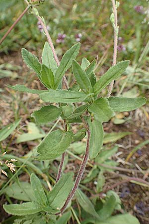 Veronica teucrium \ Groer Ehrenpreis, D Beuron 26.6.2018