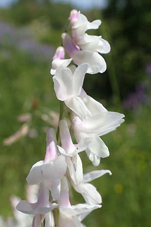 Vicia tenuifolia \ Feinblttrige Wicke / Fine-Leaved Vetch, D Grünstadt-Asselheim 16.6.2021