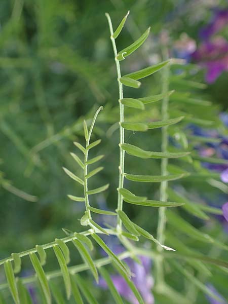 Vicia tenuifolia \ Feinblttrige Wicke / Fine-Leaved Vetch, D Sachsen-Anhalt, Salziger See 7.6.2022