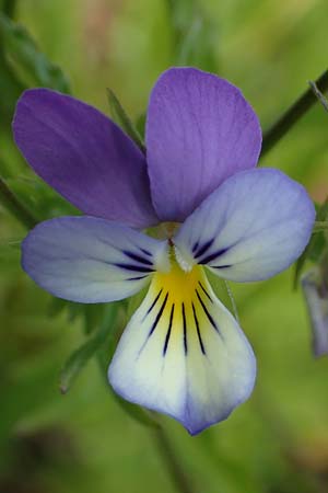 Viola tricolor \ Wildes Stiefmtterchen, D Rhön, Heidelstein 20.6.2023