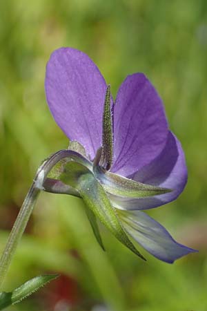 Viola tricolor \ Wildes Stiefmtterchen, D Rhön, Heidelstein 20.6.2023