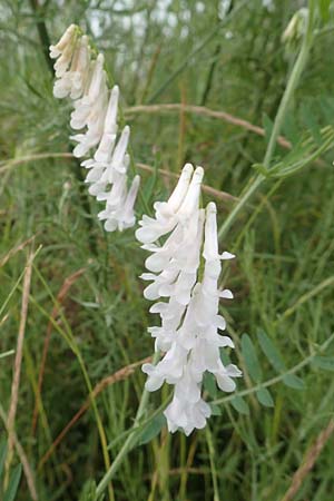 Vicia villosa \ Zottel-Wicke, Zottige Wicke, D Walldorf 16.6.2016