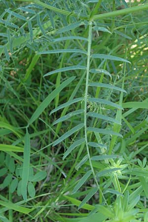 Vicia cracca \ Vogel-Wicke / Tufted Vetch, D Neuleiningen 13.6.2021