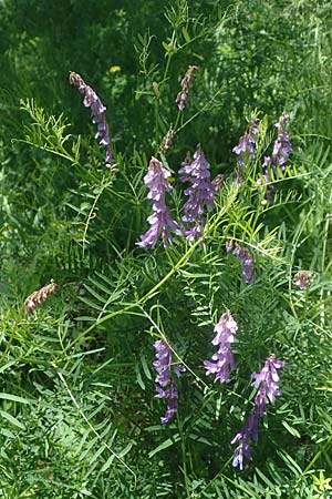 Vicia cracca \ Vogel-Wicke / Tufted Vetch, D Neuleiningen 13.6.2021