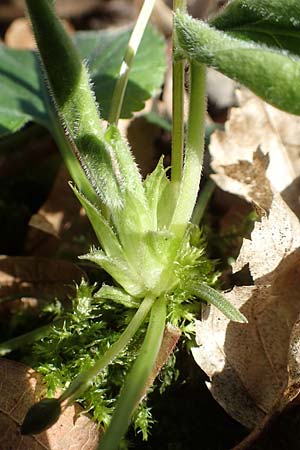 Viola x scabra \ Raues Veilchen / Hairy Violet, D Frankfurt-Rödelheim 25.3.2017