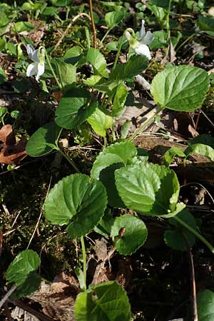 Viola x scabra \ Raues Veilchen, D Frankfurt-Rödelheim 25.3.2017