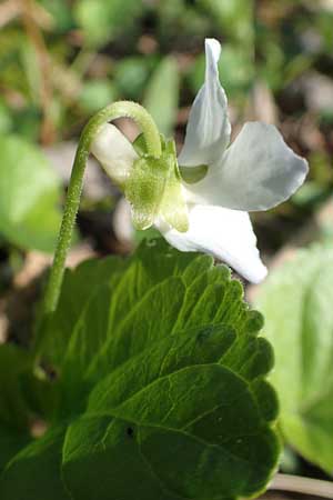 Viola x scabra \ Raues Veilchen, D Frankfurt-Rödelheim 25.3.2017