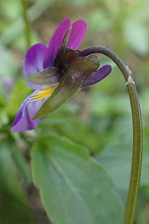 Viola arvensis x wittrockiana / Hybrid Pansy, D St. Leon - Rot 17.5.2019