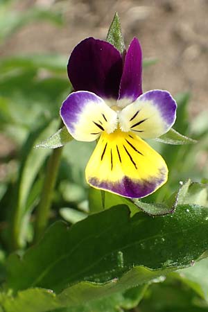 Viola arvensis x wittrockiana \ Stiefmtterchen-Hybride / Hybrid Pansy, D St. Leon - Rot 17.5.2019