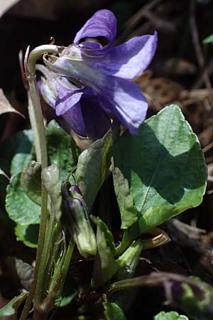 Viola x bavarica \ Veilchen-Hybride / Hybrid Violet, D Bensheim 29.3.2021