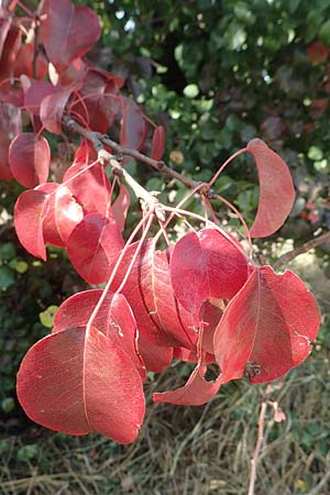 Pyrus pyraster / Wild Pear, D Brandenburg, Havelaue-Strodehne 17.9.2020