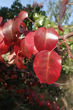 Pyrus pyraster / Wild Pear, D Brandenburg, Havelaue-Strodehne 17.9.2020