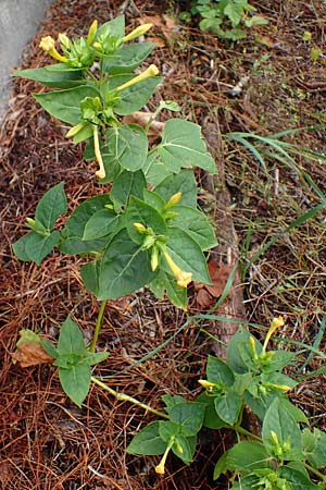 Mirabilis jalapa \ Wunderblume / Marvel of Peru, D Ladenburg 30.9.2021