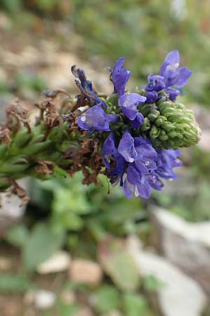 Wulfenia carinthiaca \ Krntner Wulfenie, Krntner Kuhtritt, D Botan. Gar.  Universit.  Tübingen 3.9.2016