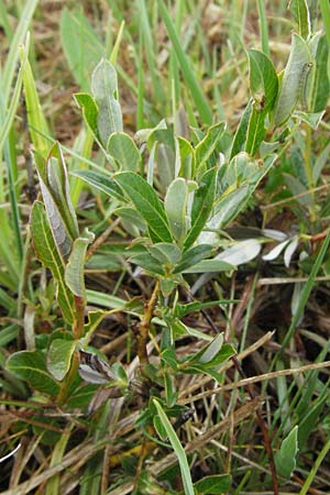 Salix myrsinifolia \ Schwarzwerdende Weide, D Allgäu, Gebrazhofen 5.5.2007