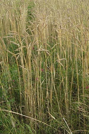 Triticum aestivum / Bread Wheat, D Hardheim 7.7.2007