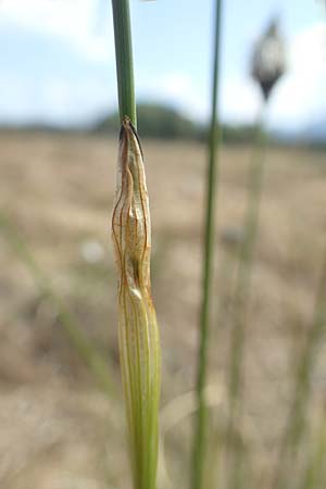 Eriophorum vaginatum \ Scheiden-Wollgras / Hare's-Tail Cotton Grass, D Schwaigen-Hinterbraunau 2.5.2019