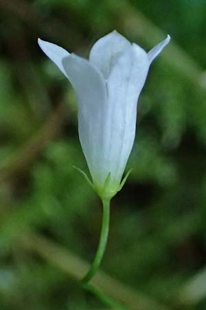 Wahlenbergia hederacea \ Efeu-Moorglckchen, D Mörfelden-Walldorf 14.8.2021