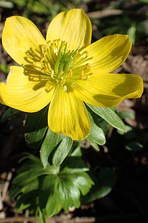 Eranthis hyemalis / Winter Aconite, D Ludwigshafen 26.2.2017