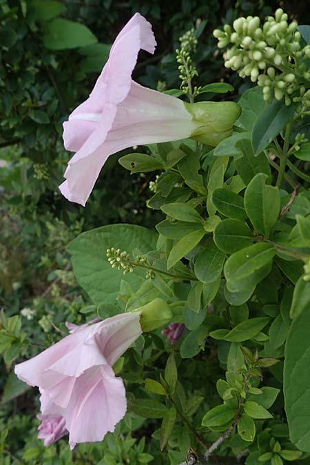 Calystegia pulchra \ Schne Zaun-Winde / Hairy Bindweed, D Sachsen-Anhalt, Hornburg 7.6.2022