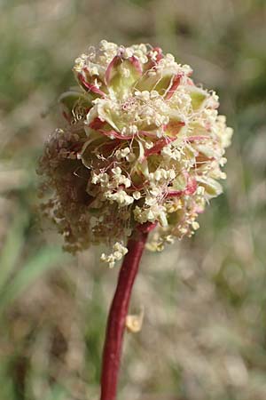 Sanguisorba minor \ Kleiner Wiesenknopf, D Neuleiningen 23.4.2020