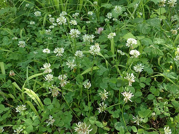 Trifolium repens \ Wei-Klee, Weiklee, D Eggenstein-Leopoldshafen 12.6.2021