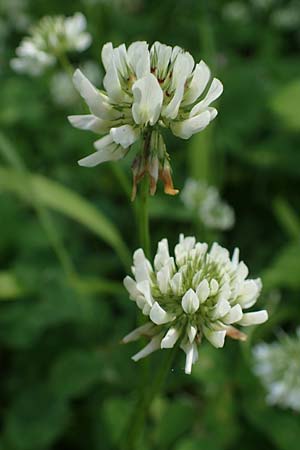 Trifolium repens \ Wei-Klee, Weiklee / White Clover, D Eggenstein-Leopoldshafen 12.6.2021