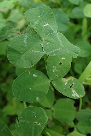 Trifolium repens \ Wei-Klee, Weiklee, D Eggenstein-Leopoldshafen 12.6.2021