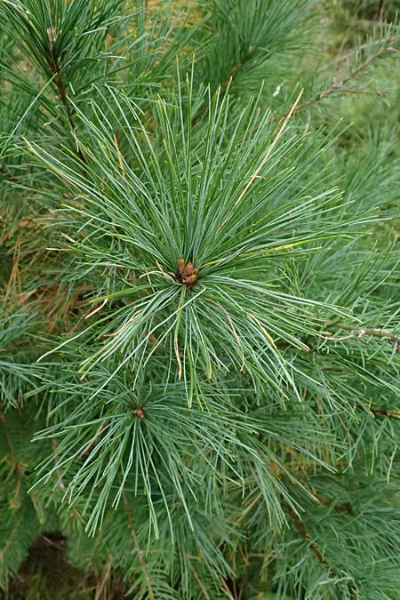 Pinus strobus \ Weymouths-Kiefer, Wei-Kiefer / Eastern White Pine, D Odenwald, Mossautal 14.10.2023