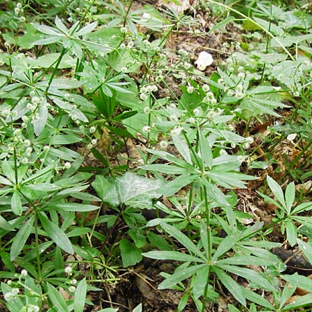 Galium odoratum \ Waldmeister / Woodruff, D Odenwald, Reichelsheim 16.6.2015