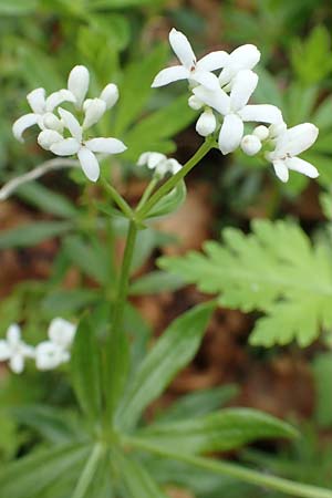 Galium odoratum \ Waldmeister / Woodruff, D Heidelberg 3.5.2020