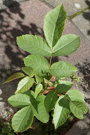 Juglans regia \ Echte Walnuss / Persian Walnut, D Mannheim 21.5.2017