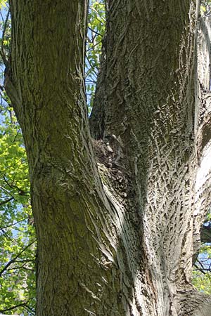 Juglans cinerea \ Butter-Nuss, Graue Walnuss, D Mannheim 28.4.2021