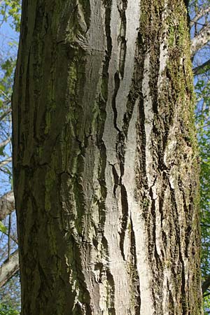 Juglans cinerea \ Butter-Nuss, Graue Walnuss, D Mannheim 28.4.2021