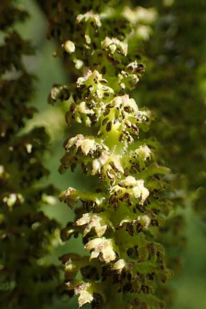 Juglans cinerea \ Butter-Nuss, Graue Walnuss / Butter Nut, White Walnut, D Mannheim 28.4.2021