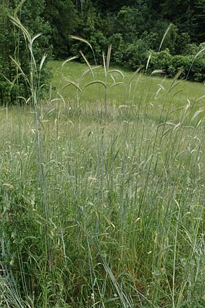 Secale cereale var. multicaule \ Waldstauden-Korn, Johannis-Roggen / Wild Rye, D Hemsbach 9.6.2019