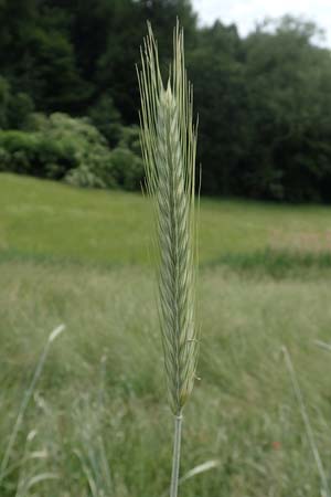 Secale cereale var. multicaule \ Waldstauden-Korn, Johannis-Roggen, D Hemsbach 9.6.2019