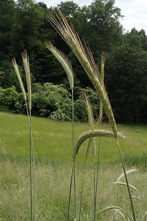 Secale cereale var. multicaule \ Waldstauden-Korn, Johannis-Roggen, D Hemsbach 9.6.2019