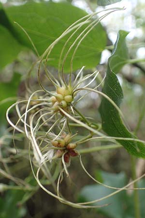 Clematis vitalba \ Gewhnliche Waldrebe / Traveller's Joy, D Mannheim 20.10.2019