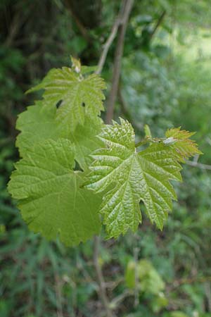Vitis sylvestris / Grape Vine, D Ketsch 20.5.2021