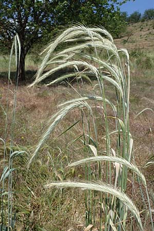 Secale cereale var. multicaule \ Waldstauden-Korn, Johannis-Roggen, D Thüringen, Kindelbrück 14.6.2023