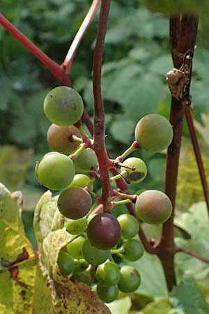 Vitis sylvestris ? \ Wilde Weinrebe / Grape Vine, D Mannheim Mühlau-Hafen 12.11.2023