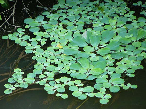 Pistia stratiotes \ Wassersalat, Muschelblume / Water Cabbage, D Grevenbroich 5.9.2021