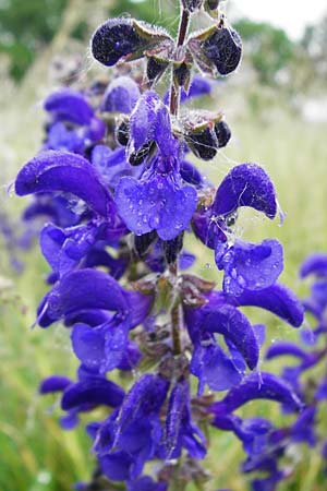 Salvia pratensis \ Wiesen-Salbei, D Gerolzhofen-Sulzheim 1.6.2015