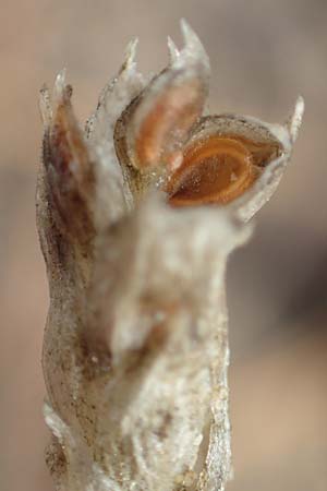 Corispermum leptopterum \ Schmalflgeliger Wanzensame / Bugseed, D Sandhausen 3.10.2017