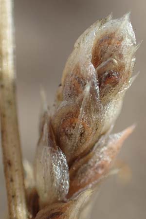 Corispermum leptopterum \ Schmalflgeliger Wanzensame / Bugseed, D Sandhausen 3.10.2017