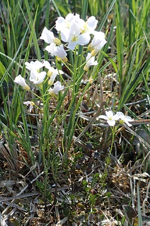 Cardamine dentata \ Zahn-Schaumkraut, D Konstanz 24.4.2018